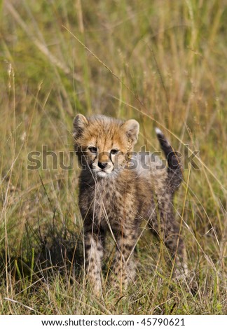 Pictures Baby Cheetahs on Baby Cheetah Stare Stock Photo 45790621   Shutterstock