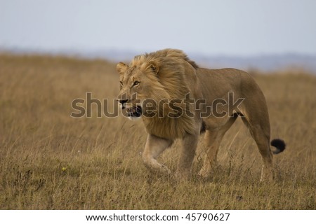 Male lion stalking