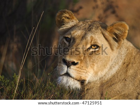 Lion stare