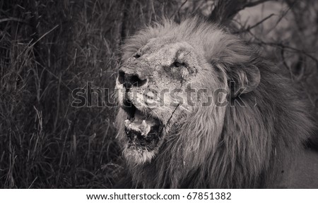 Heavy contrast black and white male lion portrait.
