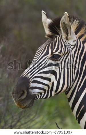Profile image of a Zebra