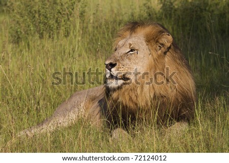 Big maned male lion staring into the distance in Madikwe game reserve South Africa