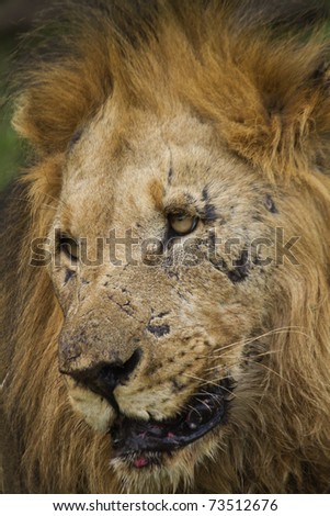 Hardened potrait image of a Male lions face.