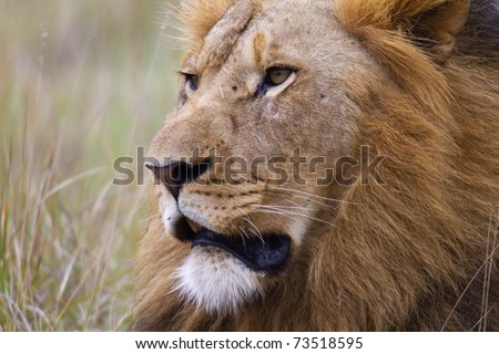 Profile image of a male lion.