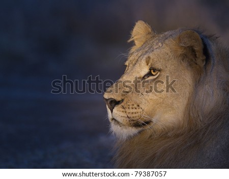 Lion Shot