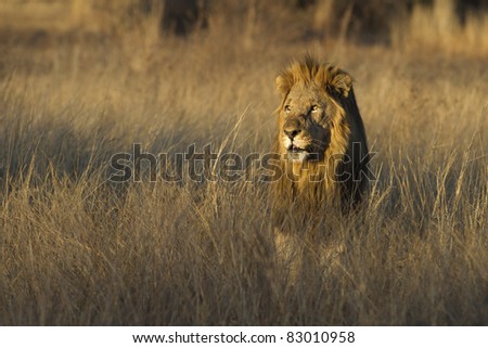 Male lion in grass land as the sun is setting