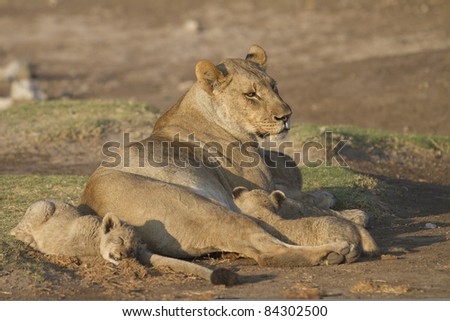 Female lion and her cubs having some rest in Madikwe reserve South Africa.