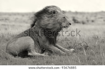 Wind blown male lion in black and white