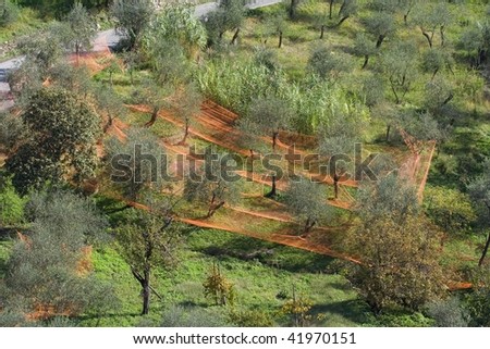 Plantation of olive trees in Liguria (Italy).