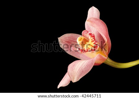 Pink/Purple Orchid on Black Background with yellow and white accents. With copyspace left.