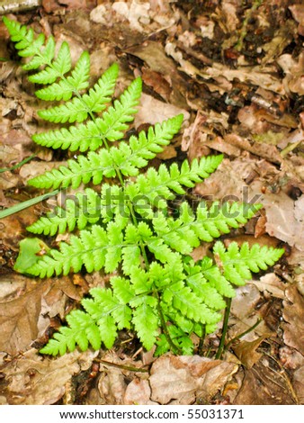 young green fern shoots up in early summer on woodland floor