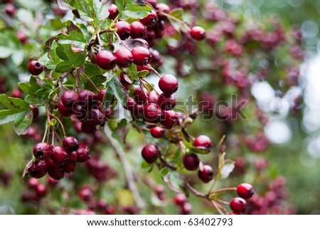 Red Hawthorn berries against a diffuse green background