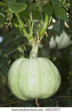 Ripening pumpkin which is hanging down from a tree