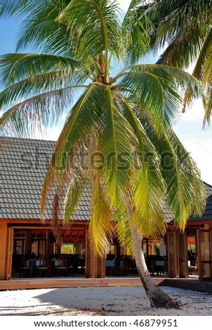 Open restaurant on tropical island in an environment of coconut palm trees. Maldives