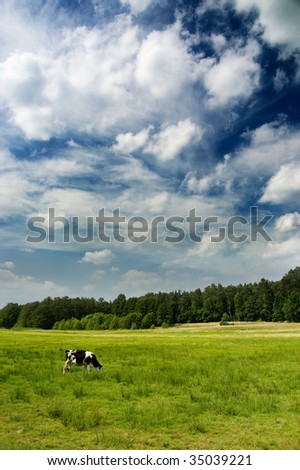 Dramatic sky over a cow in the meadow