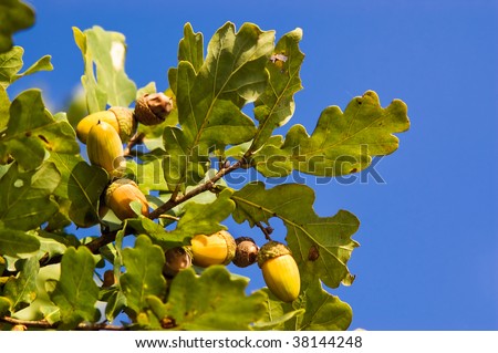 Oak tree branch with acorns
