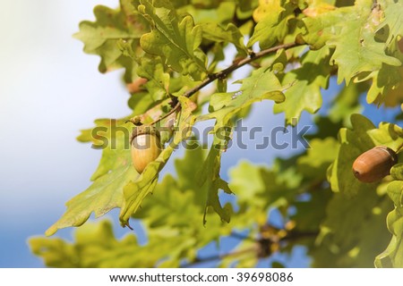 Oak tree branch with acorns