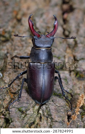 Male stag beetle, rearing up to warn off other males. Studio close-up with flash