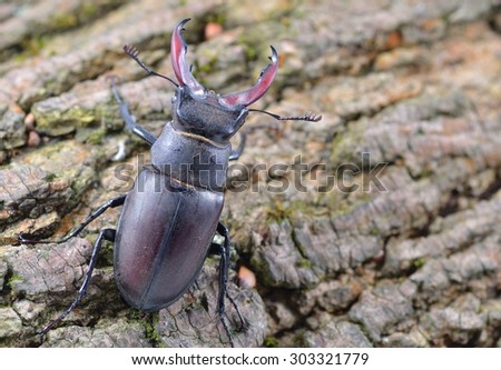 Male stag beetle on log. Image from above with log out of focus, copy space on right