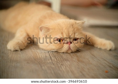 Lazy cat. Full. Asleep on the floor.