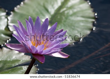 Lavender Water Lilly