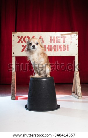 A small dog siting on bucket and behind him ad on Russian  language  \