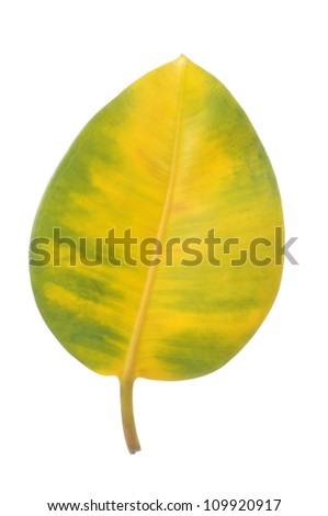 Rubber Leaf Plant