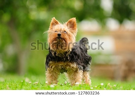 Shabby Yorkshire Terrier Dog on the Grass in Summer