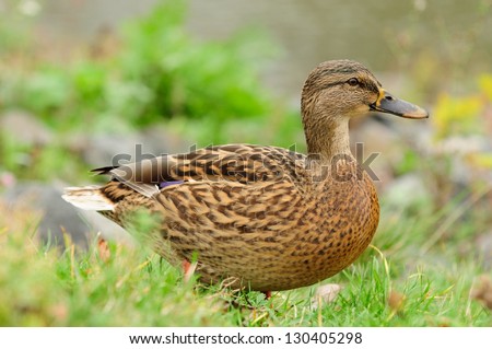 Side view of a female mallard duck walking on the grass Ã?Â¢?? horizontal orientation