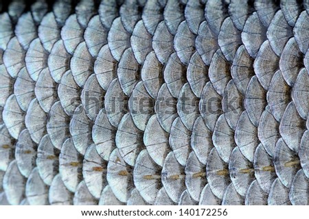 http://image.shutterstock.com/display_pic_with_logo/414946/140172256/stock-photo-real-roach-fish-scales-background-140172256.jpg