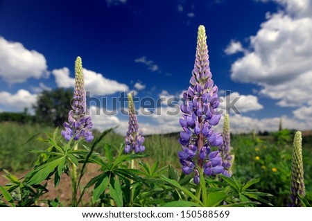 Purple Lupine Flowers in the Field