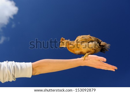 Baby Chicken on Spread Arm Against Blue Sky