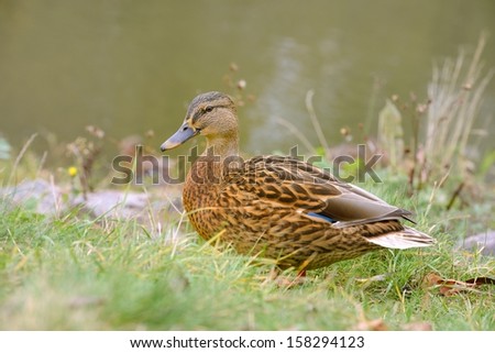 Mallard Duck on Grass by the River