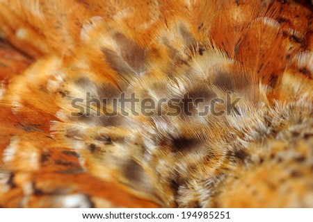 Mottled Chicken Feathers Close-Up