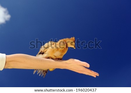Little Chicken Sitting on Spread Arm