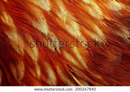 Chicken Feathers Macro