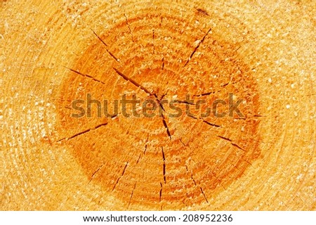 Tree Cross Section Showing Annual Rings