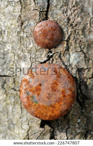 A close-up of two rusty nail heads in a tree