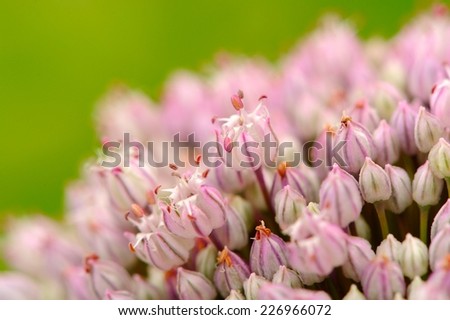 Garlic Flowers Macro