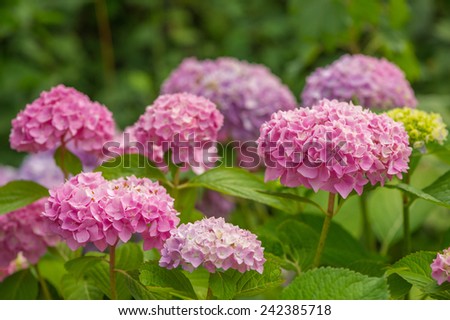 Beautiful pink hydrangea flowers with green leaves growing in the garden