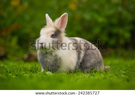 A cute fluffy gray and white rabbit on green grass outdoors