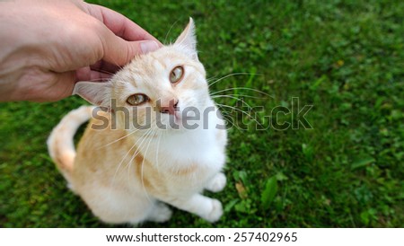 Hand Petting a Cat (16:9 Aspect Ratio)