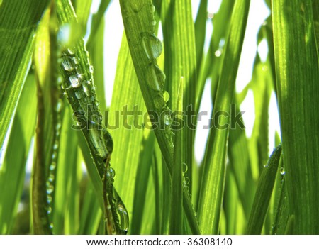 Lush Summer Grass with Drops of Dew