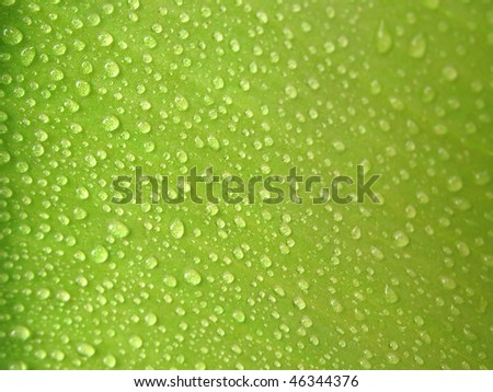 Green Leaf With Dew Drops