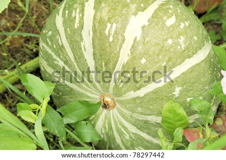 Green Pumpkin on Vegetable Patch