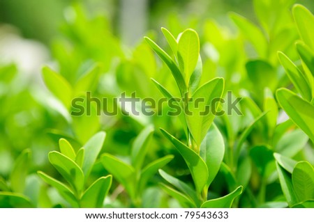 Green Box (Boxwood) Leaves Close-up