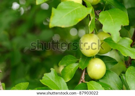 Cherry Plums on Branch