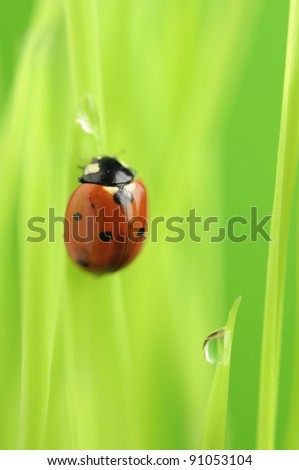 ladybug dew