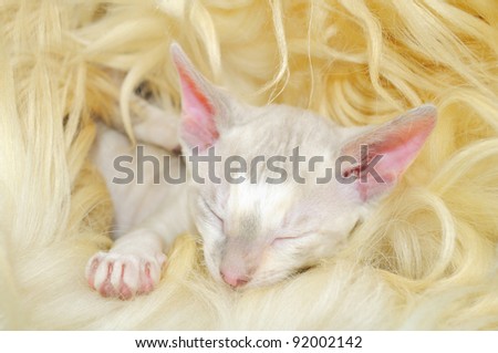 Cute Little Cornish Rex Kitten Sleeping on Fur