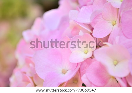 Beautiful Pink Hydrangea Flowers Close-Up